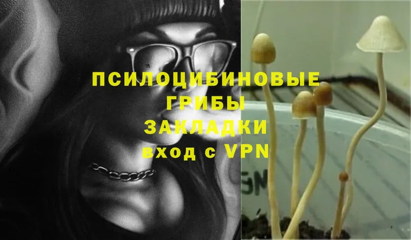 Галлюциногенные грибы Psilocybine cubensis  закладки  Заволжье 